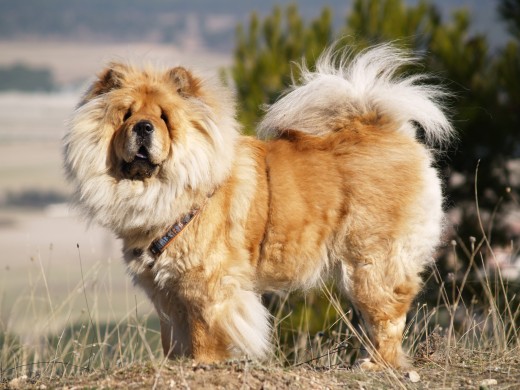 Esta es Simba, está posando muy digna como es ella.